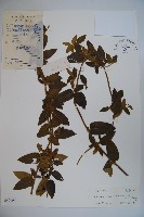 藏品(黃褐毛忍冬)的圖片