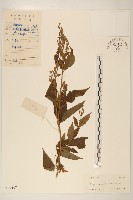 藏品(華澤蘭)的圖片