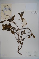 藏品(忍冬、金銀花)的圖片