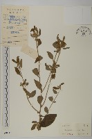 藏品(杓兒菜)的圖片