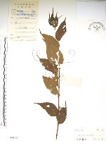 藏品(銳葉山黃麻)的圖片