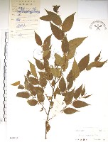 藏品(銳葉山黃麻)的圖片