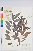 藏品(紅毛饅頭果)的圖片