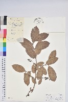 藏品(銳葉南燭)的圖片