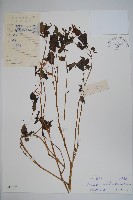 藏品(類鴨趾草鳳仙花)的圖片