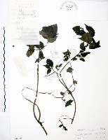 藏品(長梗盤花麻)的圖片