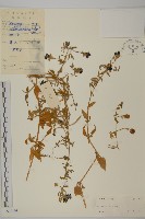 藏品(狗筋蔓)的圖片