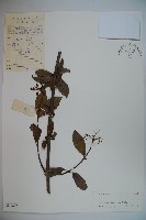 藏品(臭莢迷)的圖片