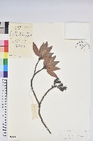 藏品(露珠杜鵑)的圖片