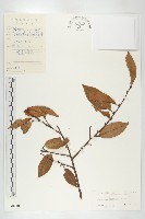 藏品(巴東胡頹子)的圖片