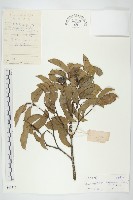 藏品(香港四照花)的圖片