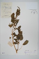 藏品(野莧菜)的圖片