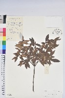 藏品(廣西杜鵑)的圖片