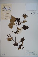 藏品(蝴蝶莢迷)的圖片