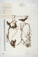 藏品(黃鵪菜)的圖片