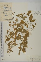 藏品(狗筋蔓)的圖片