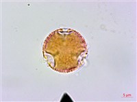 藏品(華鉤藤)的圖片