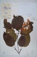 藏品(青榨槭)的圖片