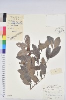 藏品(紅毛饅頭果)的圖片