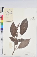 藏品(長梗三寶木)的圖片