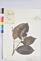 藏品(山地五月茶)的圖片