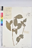 藏品(灰岩棒柄花)的圖片