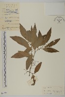 藏品(皺葉汋瓣)的圖片