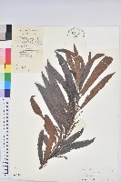 藏品(水楊梅、水柳仔)的圖片