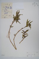 藏品(小駁骨丹、尖尾鳳)的圖片