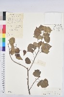 藏品(烏臼)的圖片