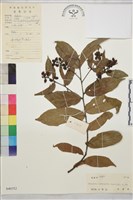 藏品(苞葉木)的圖片