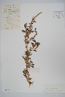 藏品(刺莧)的圖片