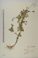 藏品(烏面馬、白花藤)的圖片