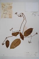 藏品(纖冠藤)的圖片