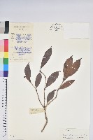 藏品(多花杜鵑)的圖片