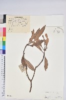 藏品(華南杜鵑)的圖片