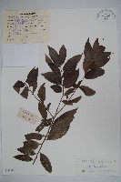 藏品(三花冬青)的圖片