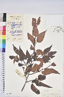 藏品(亮葉水青岡)的圖片