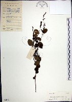 藏品(大葉山螞蝗)的圖片