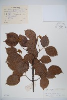 藏品(南方莢迷)的圖片