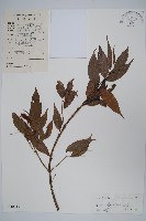 藏品(光葉槭)的圖片