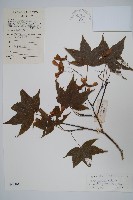 藏品(廣東毛脈槭)的圖片