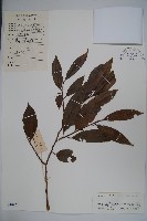 藏品(細刺冬青)的圖片