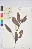 藏品(錐栗)的圖片