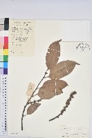 藏品(湄公栲)的圖片