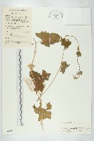 藏品(倒吊金鐘、天花)的圖片