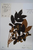 藏品(鹽膚木)的圖片