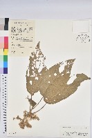 藏品(白桐樹)的圖片