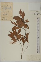 藏品(福建賽衛矛、福建假衛矛)的圖片