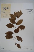 藏品(細果鐵冬青)的圖片